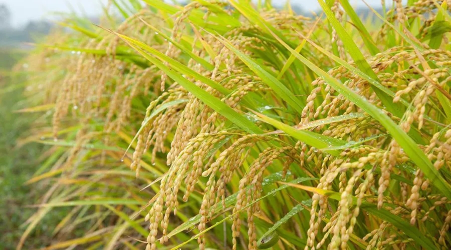 大国粮仓，稳产优供根基牢（年中经济观察）